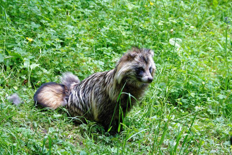 Le chien viverrin ressemble au blaireau, mais c'est un canidé dont le régime alimentaire est identique au renard. (Photo libre de droit)