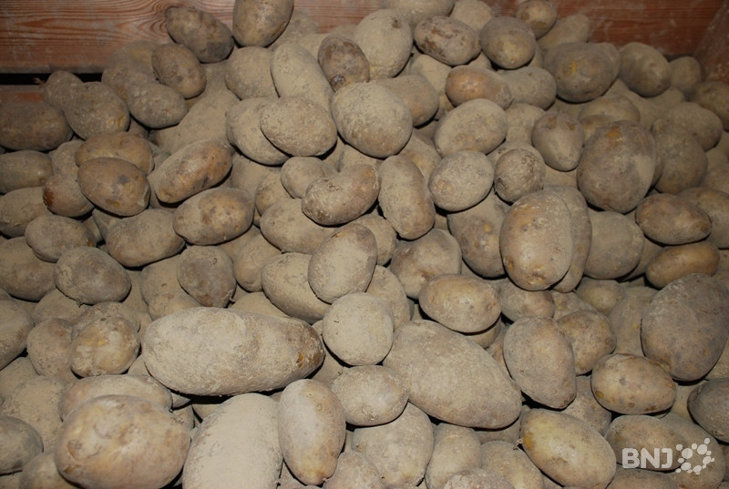 Les producteurs craignent aussi une pourriture précoce des stocks. (photo archives)