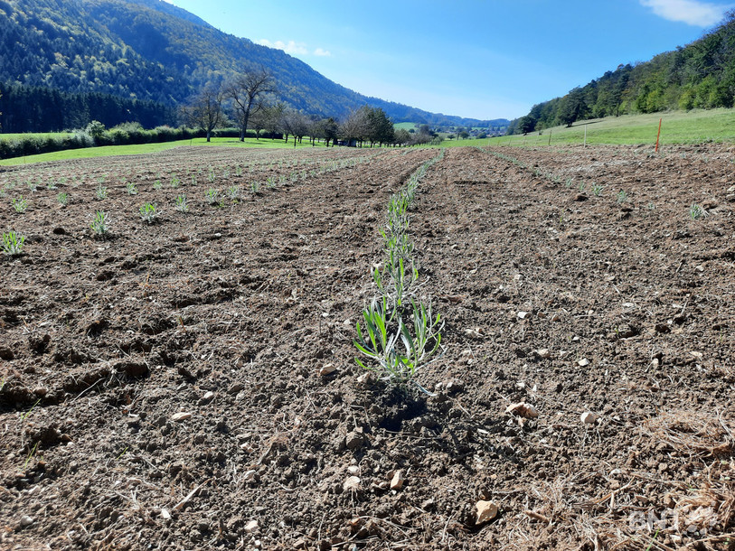 Ce sont 4'800 plants qui ont été mis en terre la semaine passée.