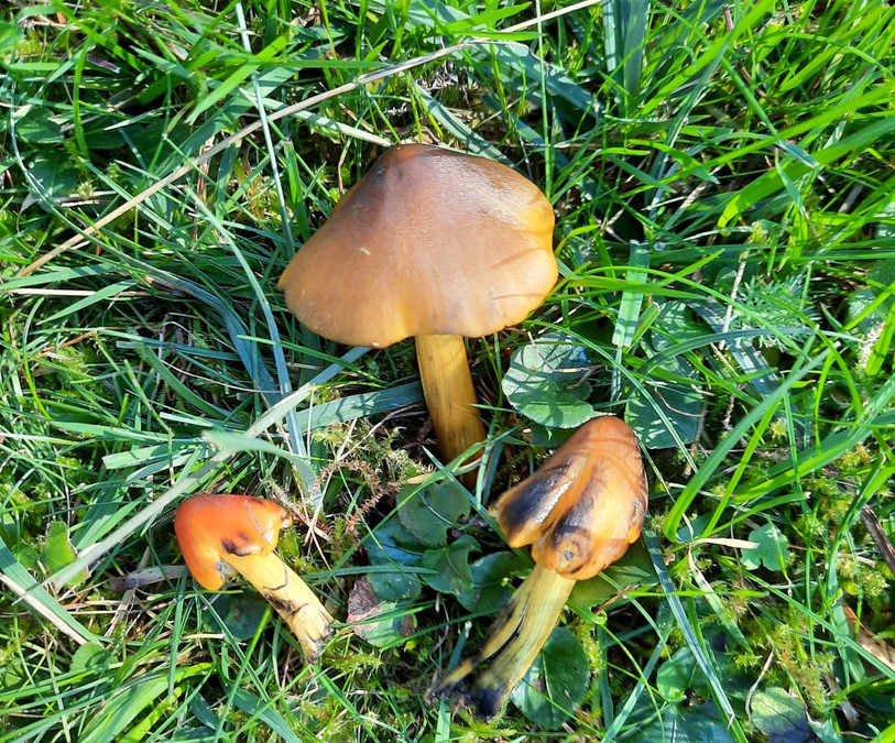 Actuellement, on peut trouver des hygrocybes coniques dans la région, mais ils sont non-comestibles. (Photo: Jean-Pierre Monti)