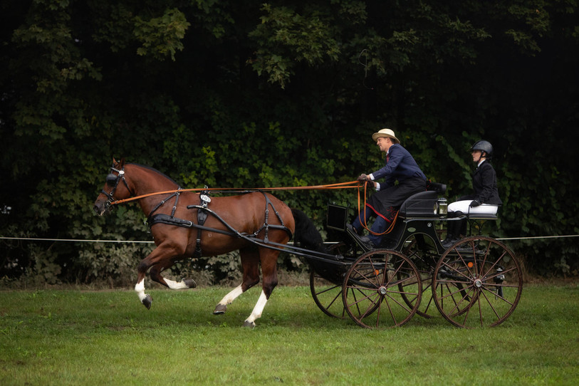 Mario Gandolfo, ici avec Limoncello, a brillé lors des championnats du monde d'attelage en Hongrie. (Photo : FSFM)