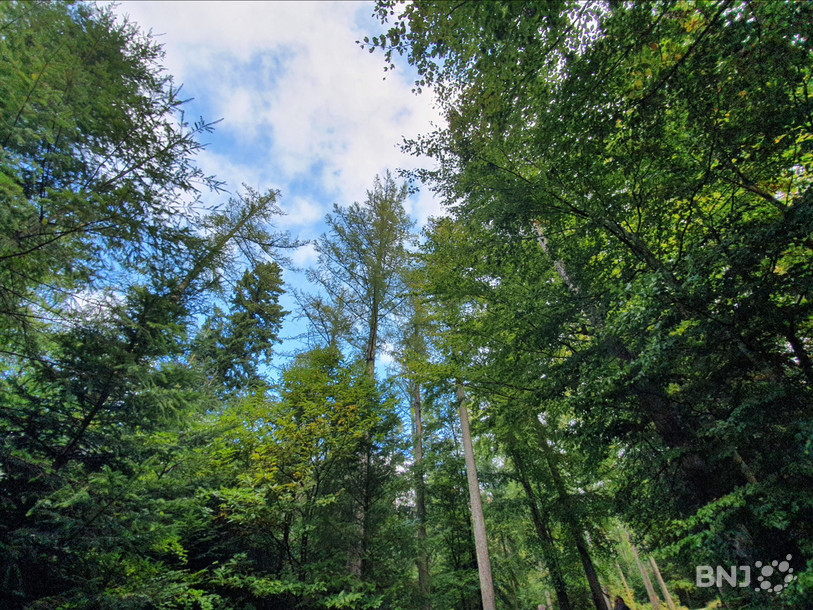 Un crédit de deux millions de francs a été accordé à l'Office de l'environnement pour les jeunes forêts. (Photo : archives)