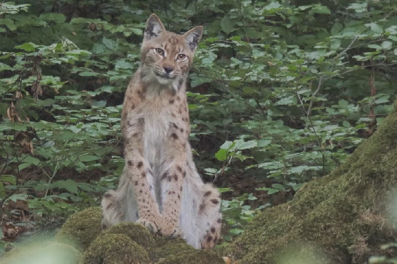 Les photos de lynx de Laurent Geslin feront l'objet d'une exposition en plein air. (Photo : Laurent Geslin)