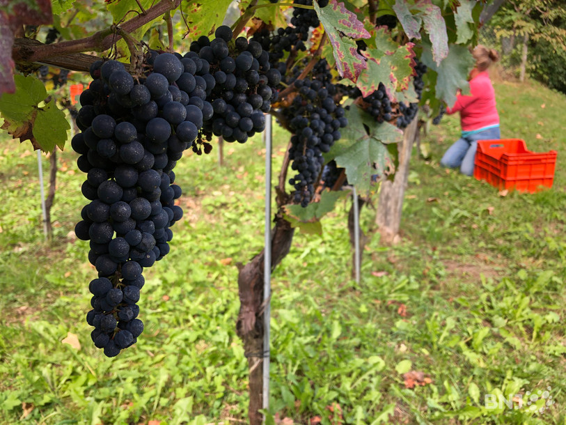Les vignerons-encaveurs saluent la volonté du Conseil fédéral d'alléger les contrôles.