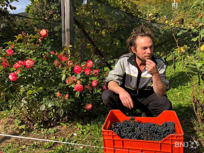 Aurèle Morf a pu cueillir du raisin de qualité cette année.