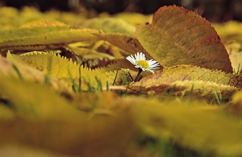 feuilles mortes