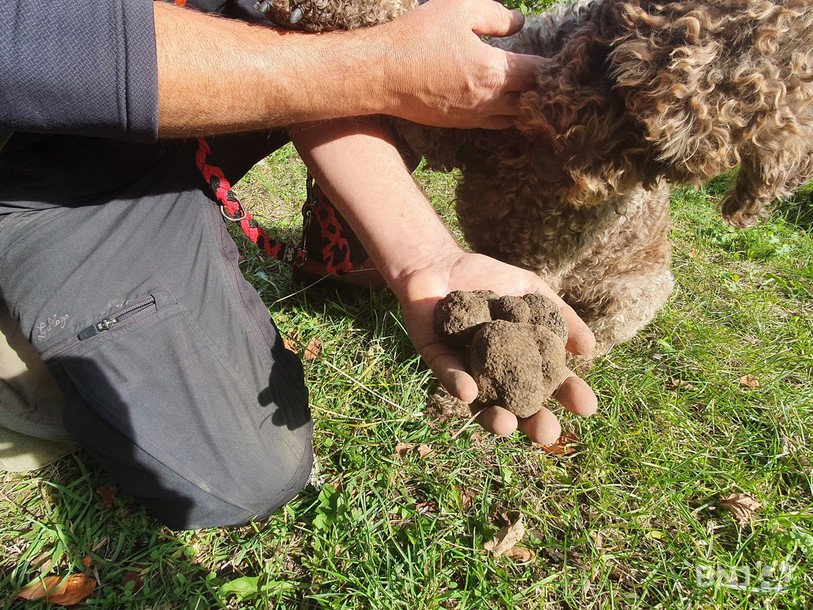 Les truffes d'automne, ici trouvées par Lula et Eddy Macuglia à St-Sulpice (NE), sont de plus en plus à la mode.