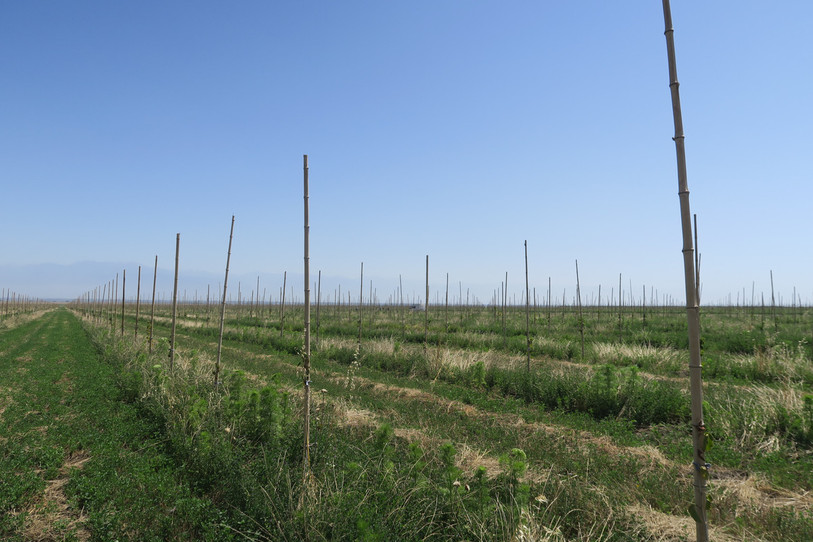 Camille Bloch a commencé de planter des noisetiers en Géorgie. Le chocolatier du Jura bernois a acquis 650 hectares de terrain dans ce pays. (Photo : Camille Bloch)
