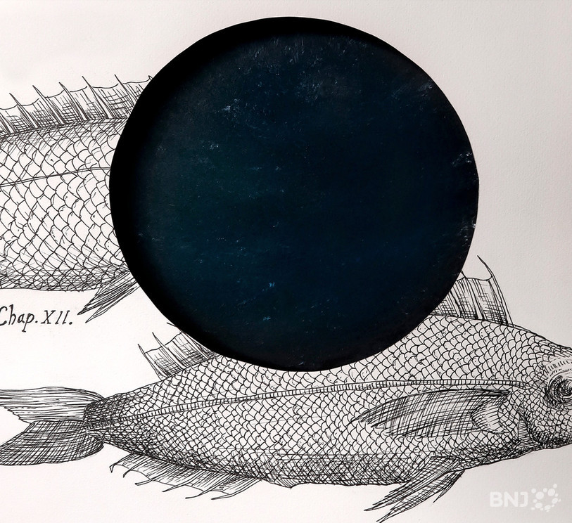 Les dessins de Lara Paratte s'inspirent des gravures présentes dans les ouvrages scientifiques du 16e siècle.