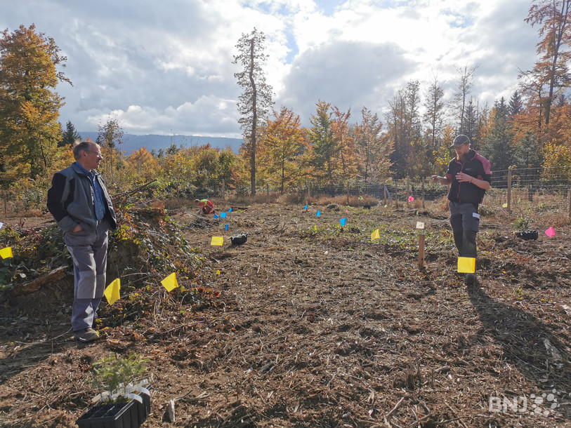 En Ajoie, des centaines d'arbres ont été plantés.