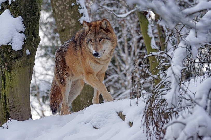 Jean-Marc Landry, spécialiste du loup, était l'invité de la Matinale ce matin. (Photo : libre de droits)