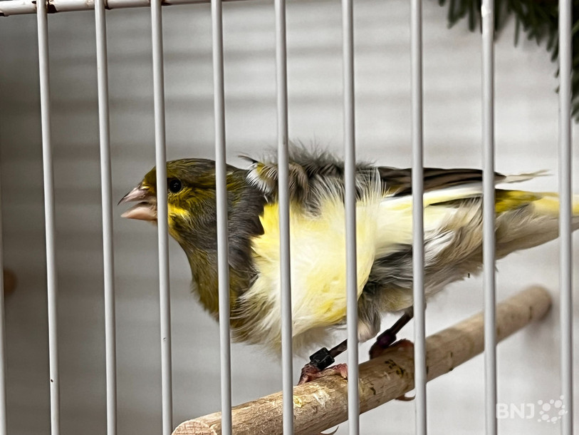 Des centaines d'oiseaux accueilleront le public dans la salle de spectacles de Boudry.
