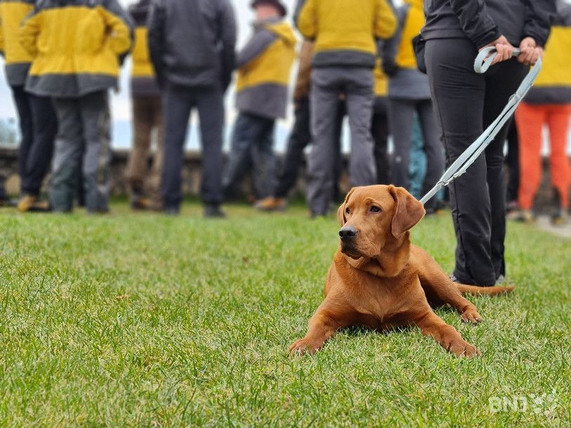 Le Gouvernement assure que les contrôles à l’importation de chiens depuis l’étranger sont suffisants.