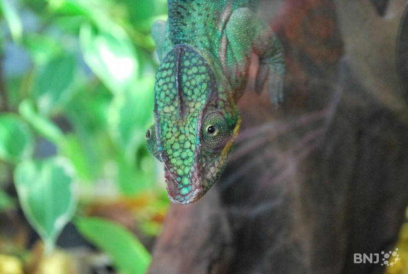 Exposition Reptiles du monde