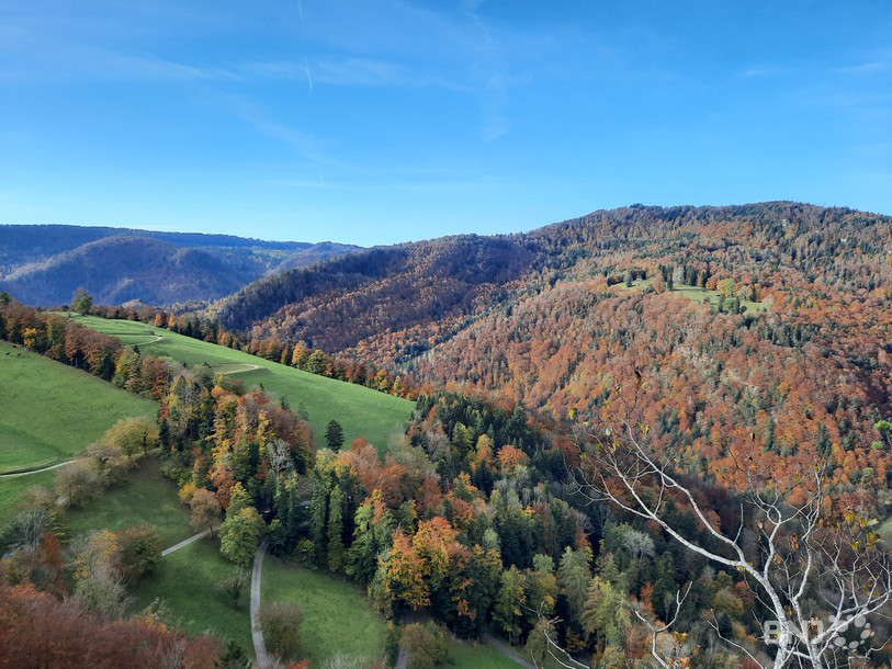 Les rochers de la Jacoterie offre des vues plongeantes sur les forêts jurassiennes.