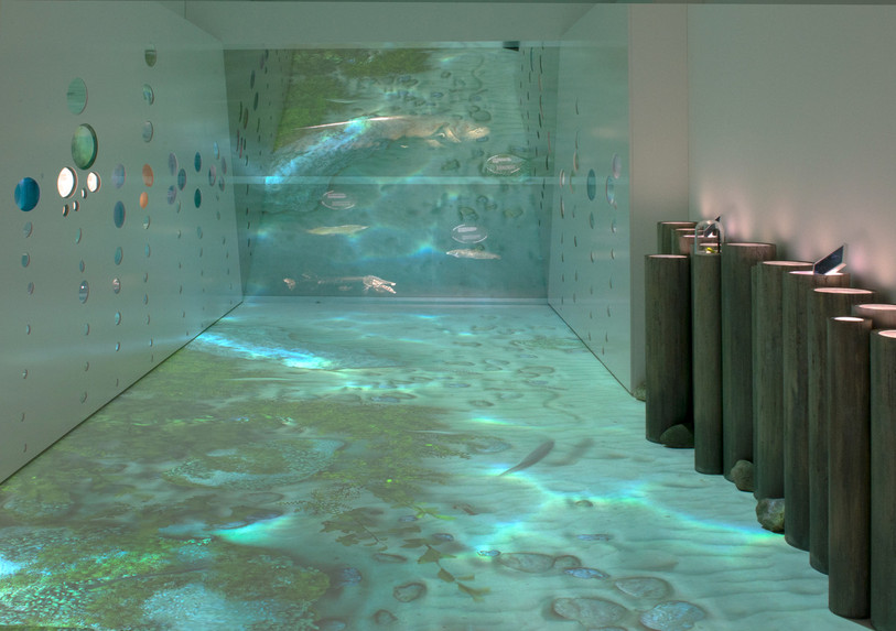 « A l'eau », le nouvel espace permanent du Muséum d'histoire naturelle de Neuchâtel sera inauguré ce samedi à 17h. Crédits photos : Muséum d'histoire naturelle de Neuchâtel.