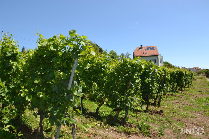 Plants de vigne