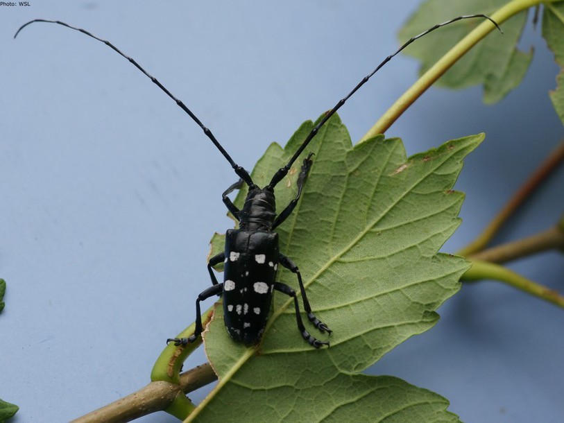 capricorne asiatique
