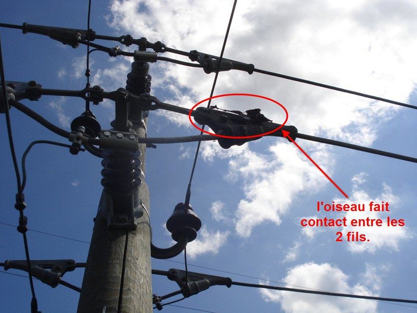 oiseau sur ligne électrique