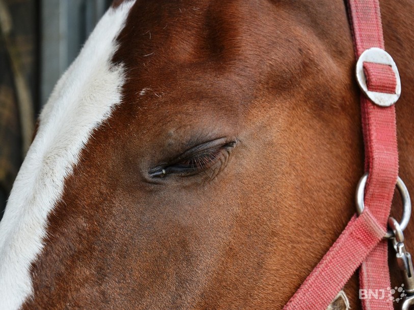 Les chevaux sont préparés depuis des mois.