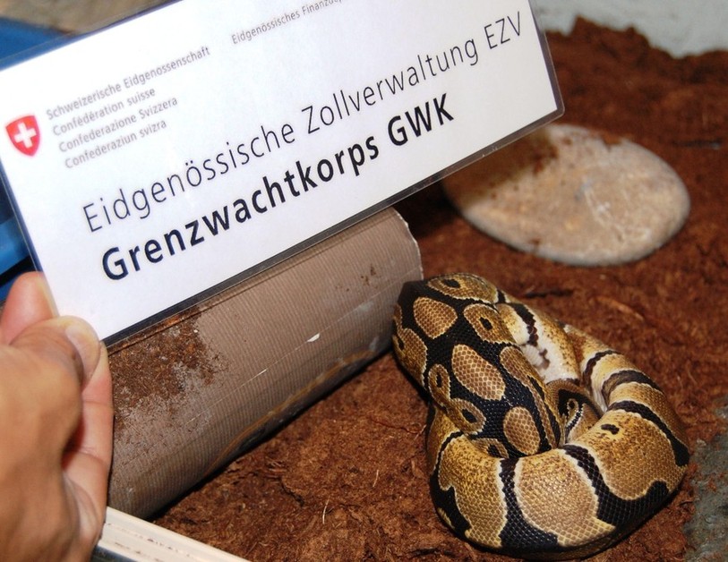 Le python se trouvait dans une boîte en plastique.