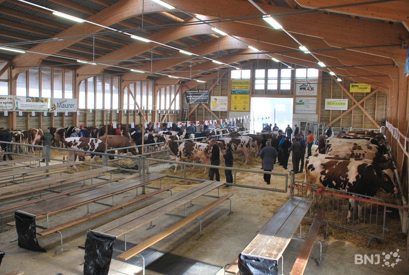 Concours des taureaux aux Ponts-de-Martel