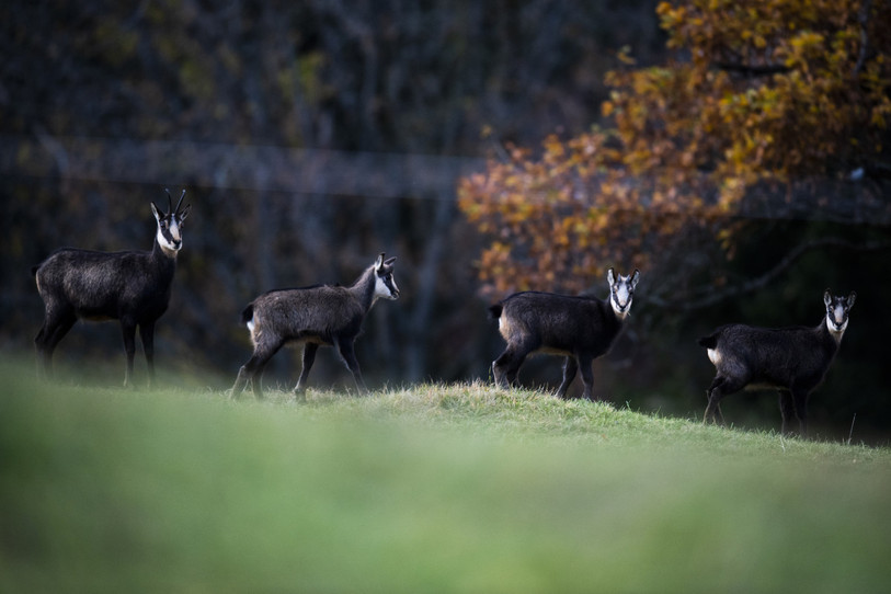 Le chamois, animal très aimé des Neuchâtelois, ne sera pas mieux protégé dans les Gorges du Seyon. (KEYSTONE/Gian Ehrenzeller)
