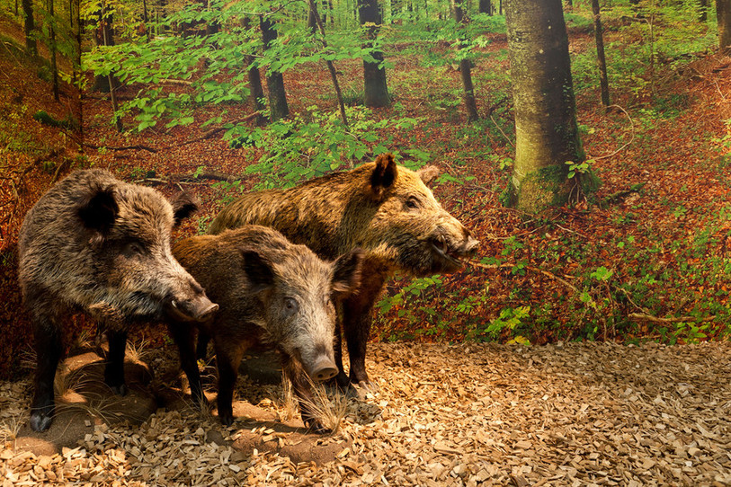 PECHE CHASSE TIR 2012