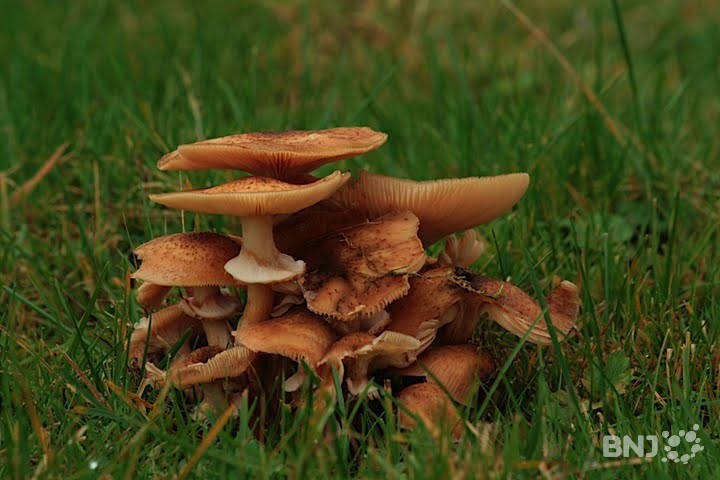 Champignons