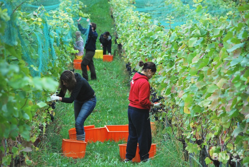 Une bonne cuvée pour les vendanges 2011