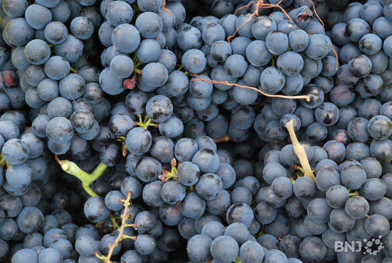 Grappes de raisin