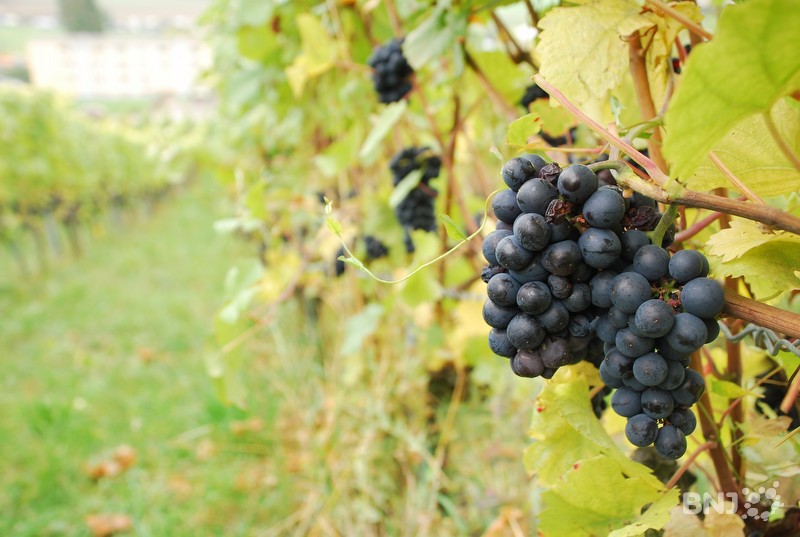 Des Vendanges 2017 Decevantes En Suisse Rjb Votre Radio Regionale