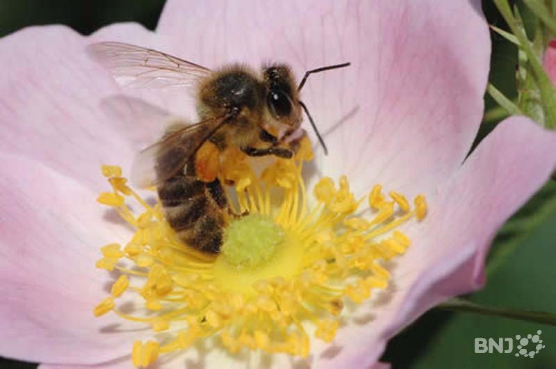 Douceur et soleil poussent les abeilles à partir à l'assaut des premières fleurs.