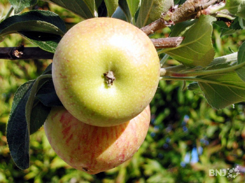 Des pommes en voyage en France