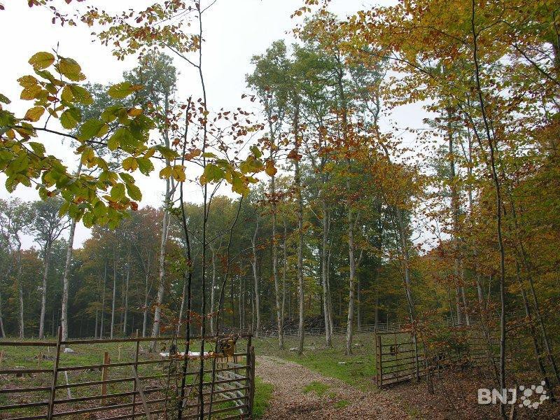 forêt