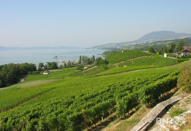 Le vignoble neuchâtelois est pour l'heure épargné par le gel de ces dernières nuits. (photo : archives)
