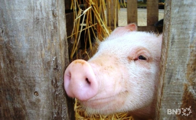 Le cochon inspire les artistes. (Photo: archives)