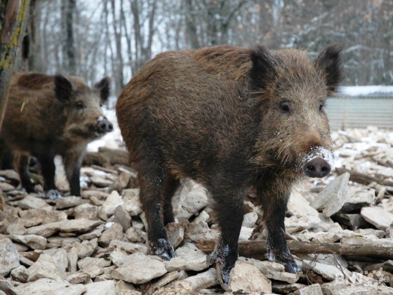 Les chasseurs pourront courber!
