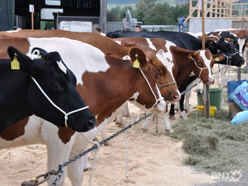 vaches