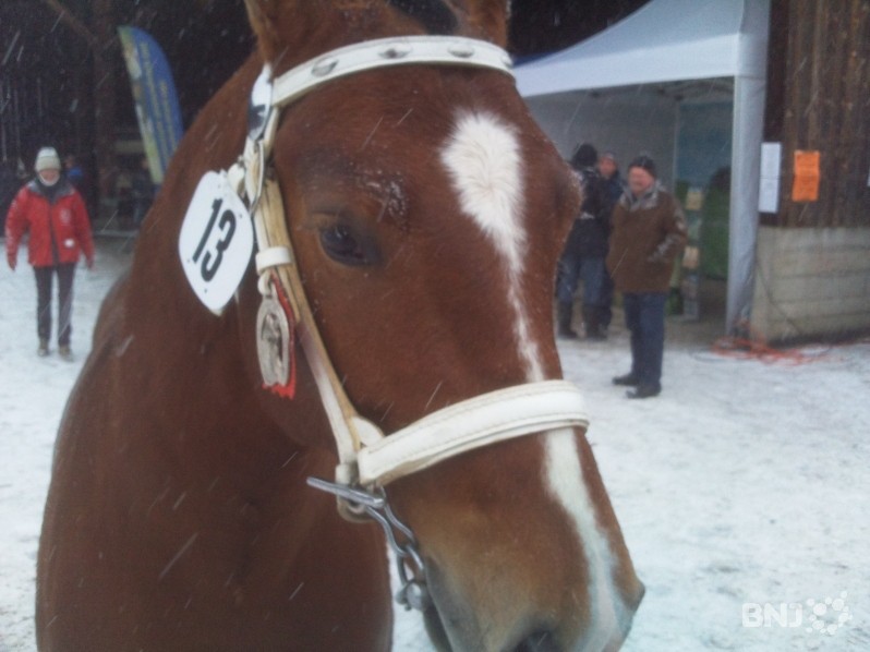 Un cheval de la race Franches-Montagnes