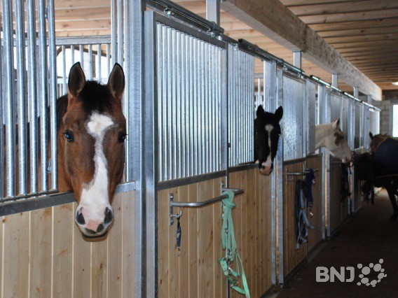 Chevaux