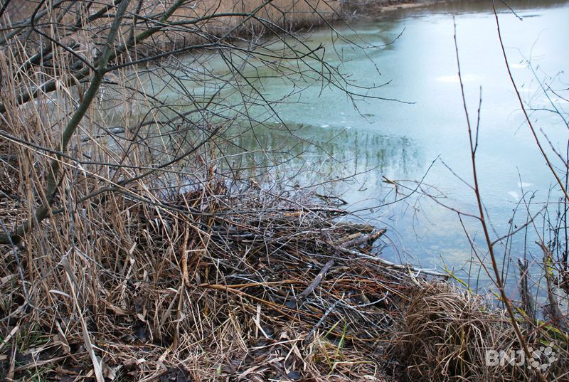 Les castors creusent des terriers sur les berges pour y construire leur habitacle
