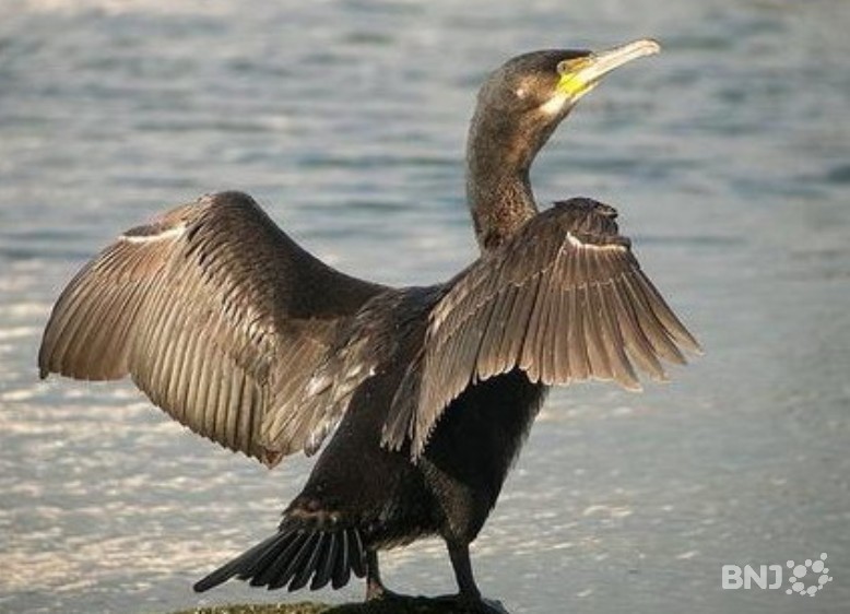 Cormoran