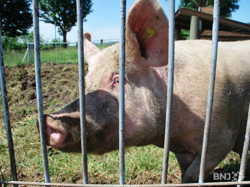 Le porc bio ne fait pas que des adeptes