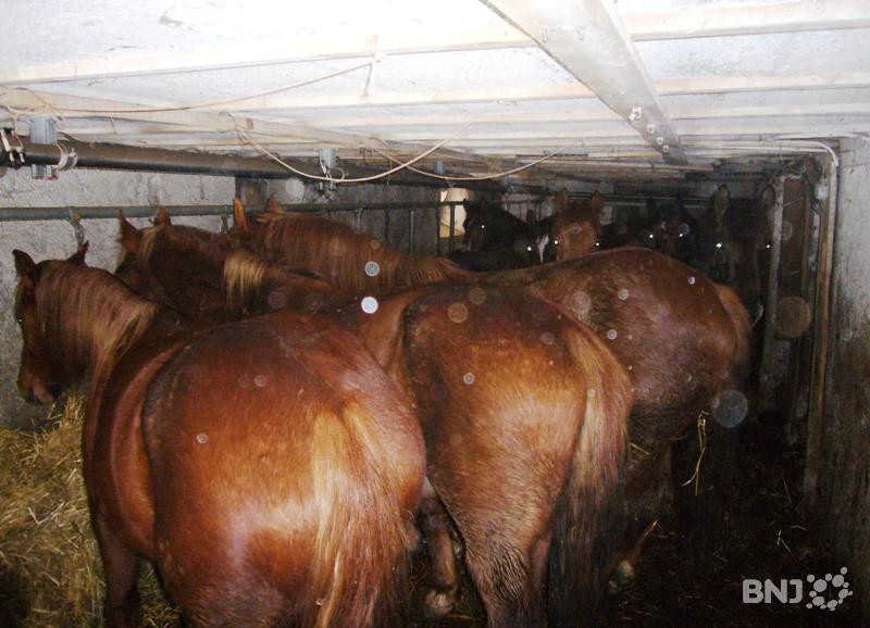 Chevaux