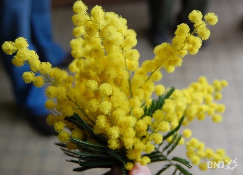 mimosa