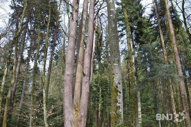 arbre