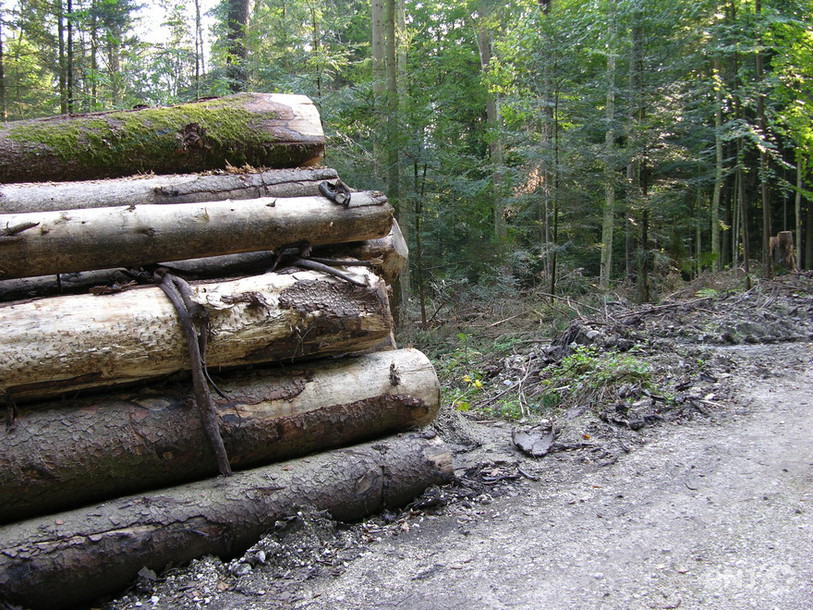 Coupe de bois