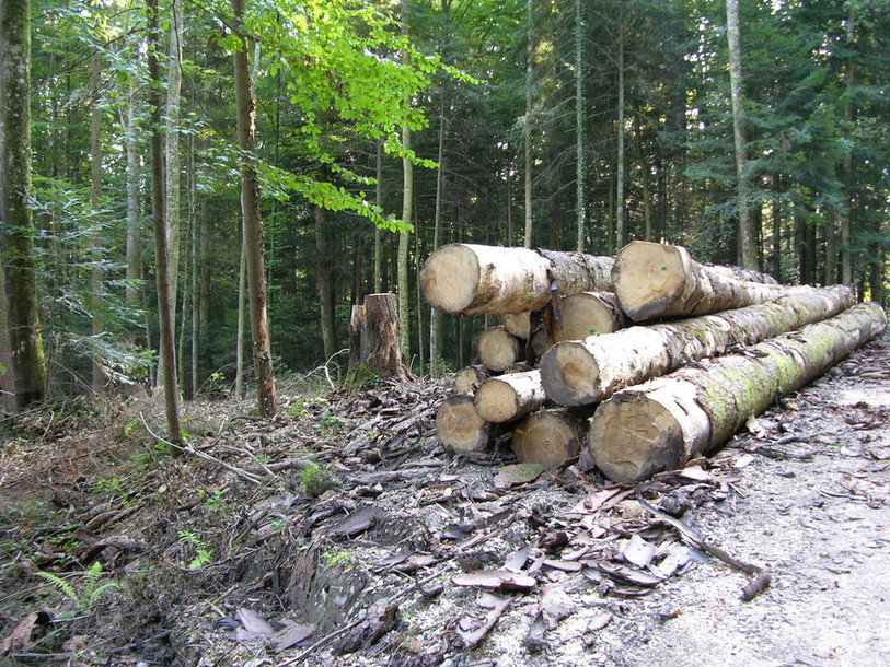 Coupe de bois