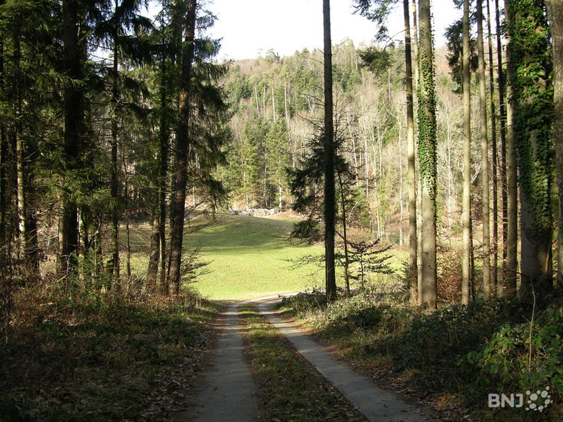 Chemin de forêt